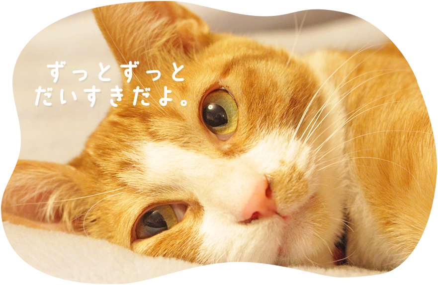 一般社団法人 日本愛玩動物葬祭協会 ペット葬儀 札幌